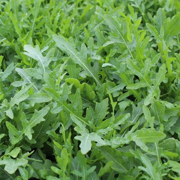 Picture of fresh arugula