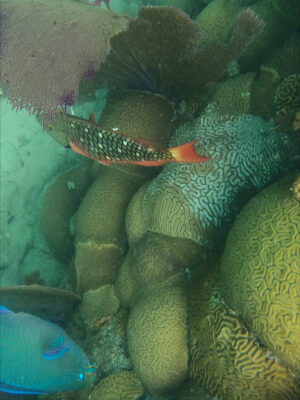 Fish swim near rocks and coral.