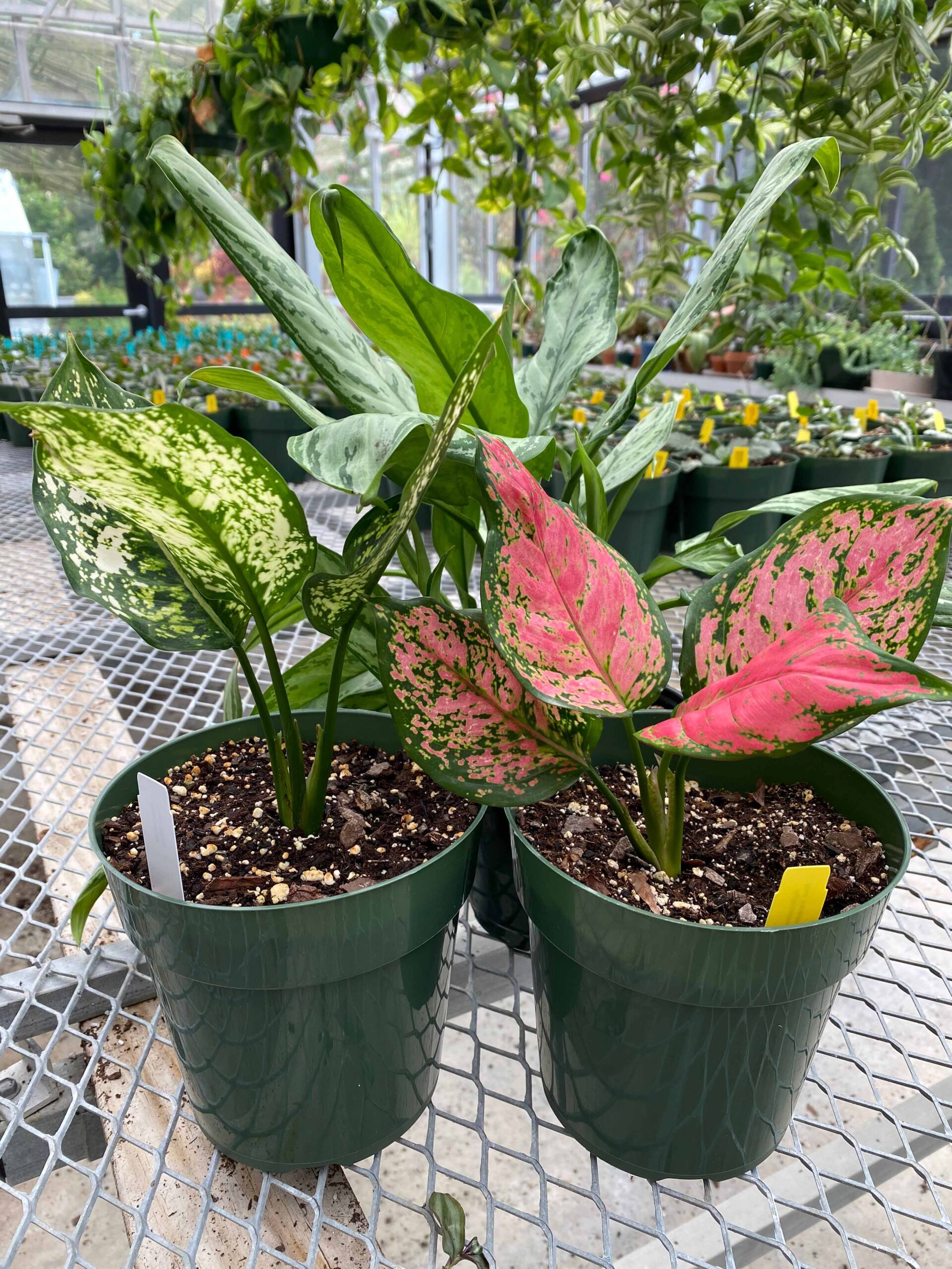 Picture of fresh Aglaonema 